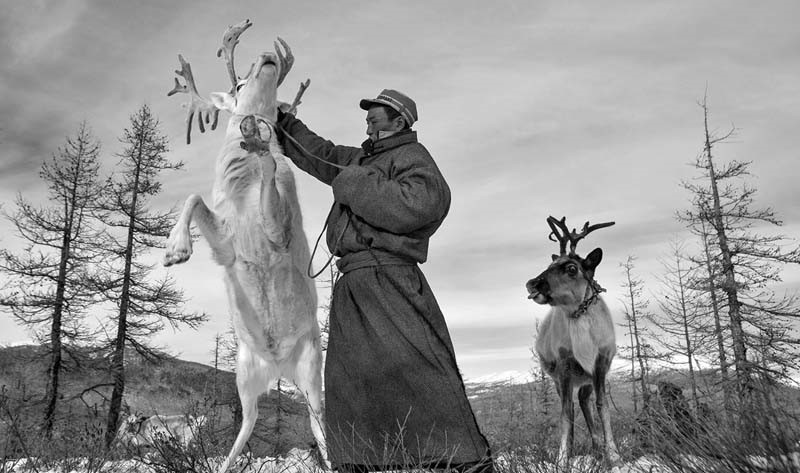 reindeer herding tradition mongolia 